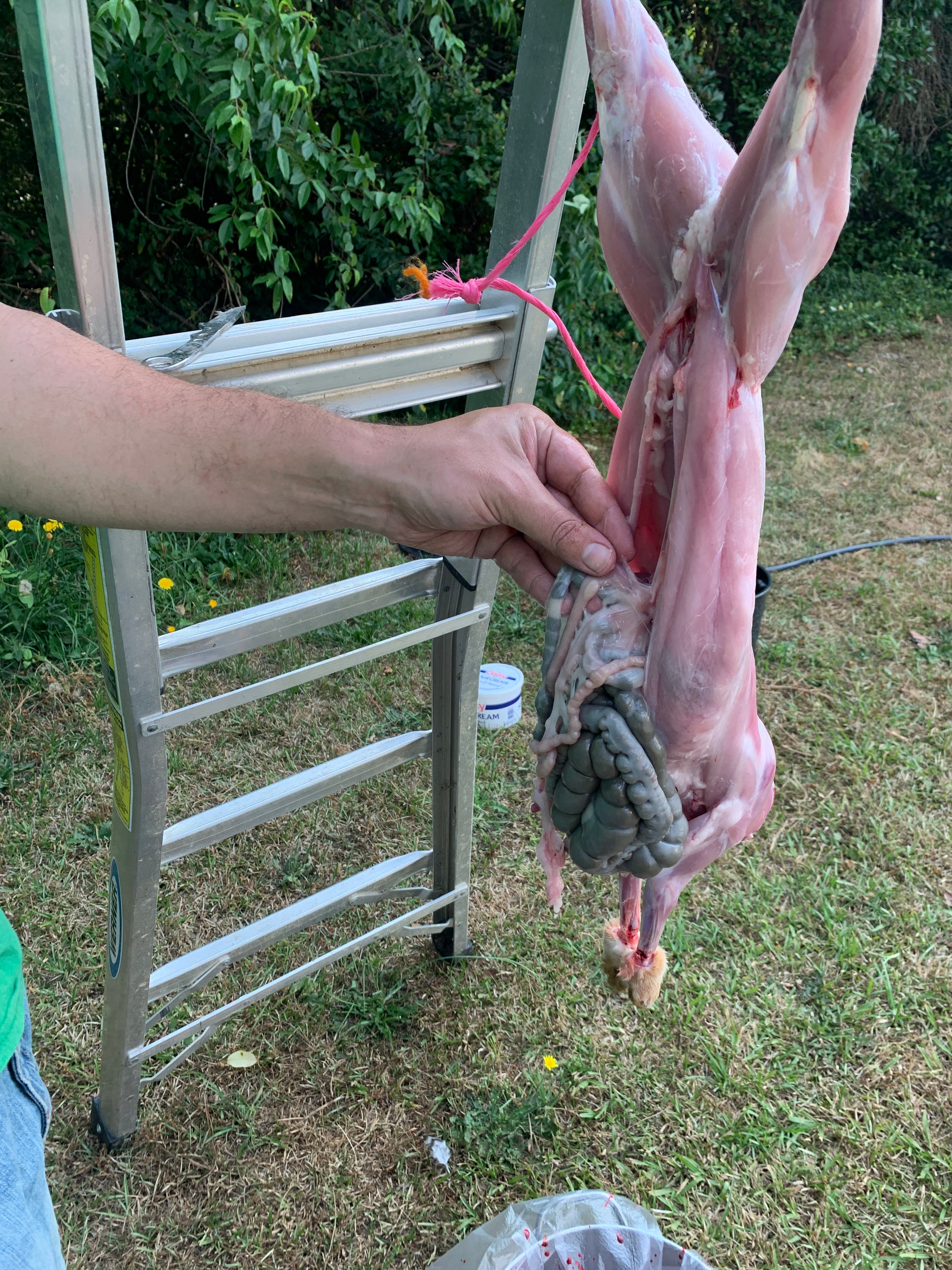 rabbit processing